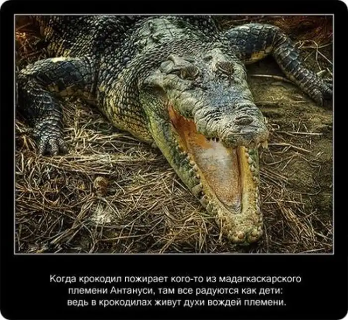 Крокодилы: познавательно и интересно