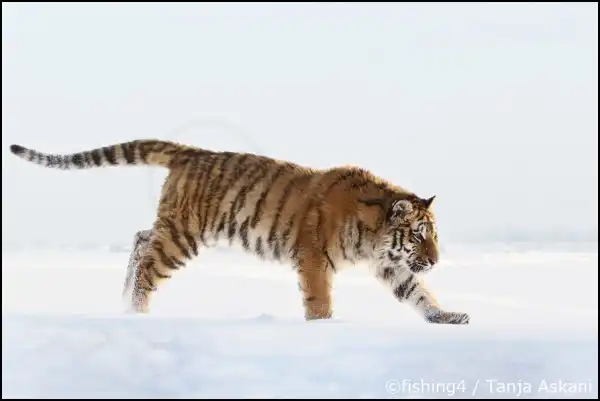 Замечательный фотограф дикой природы Таня Аскани.