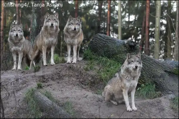 Замечательный фотограф дикой природы Таня Аскани.