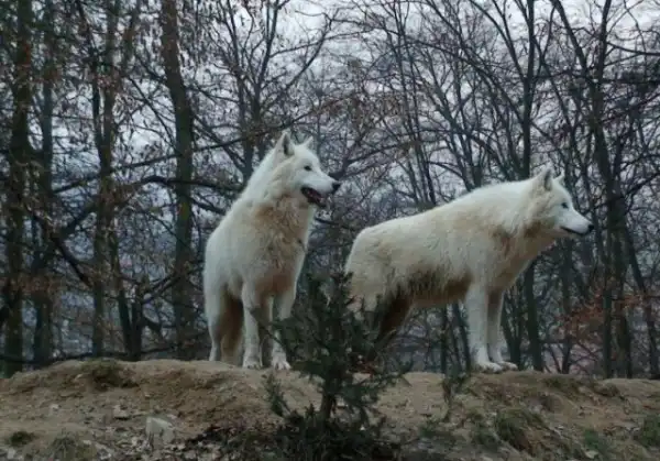 Волки Тани Аскани (Германия)