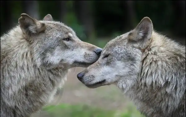Волки Тани Аскани (Германия)