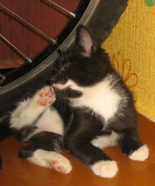 Маленький Котофей в хорошие руки!