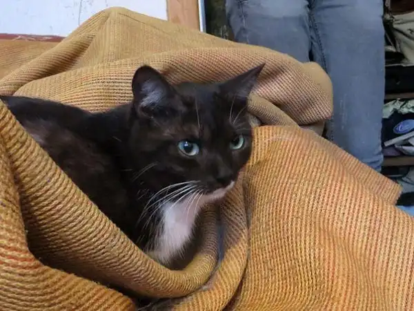 Отдам в хорошие руки кота Малыша
