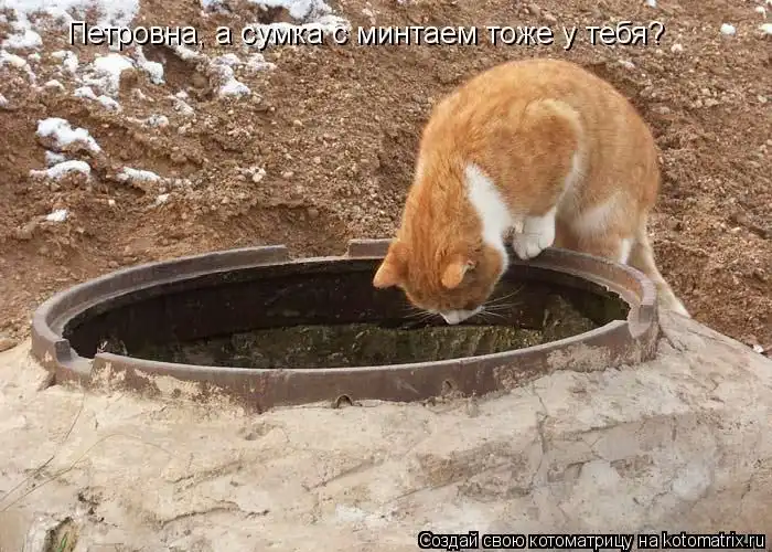 Лучшие котоматрицы недели Лучшие котоматрицы недели