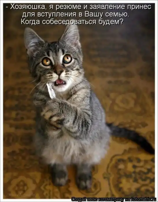 Лучшие котоматрицы недели Лучшие котоматрицы недели