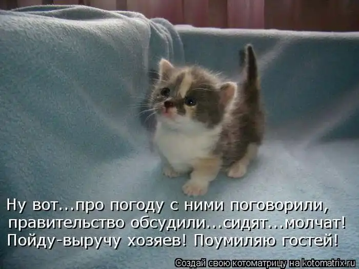 Лучшие котоматрицы недели Лучшие котоматрицы недели