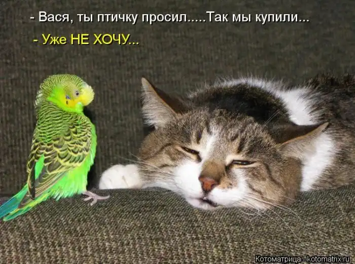 Лучшие котоматрицы недели Лучшие котоматрицы недели