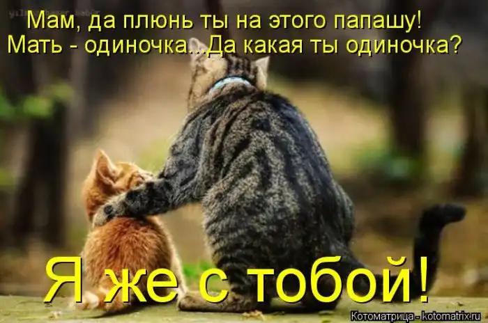 Лучшие котоматрицы недели Лучшие котоматрицы недели