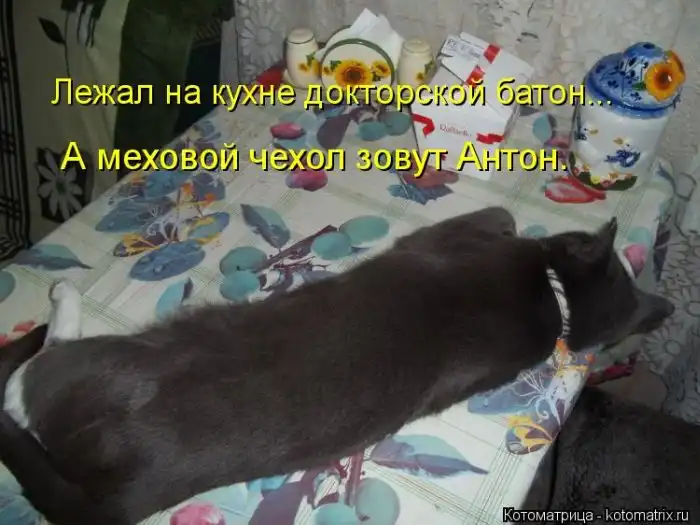 Лучшие котоматрицы недели Лучшие котоматрицы недели