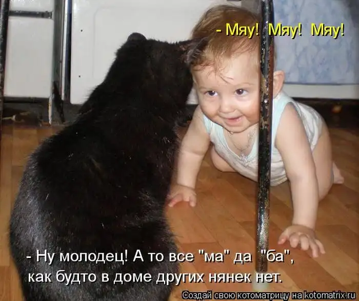 Лучшие котоматрицы недели Лучшие котоматрицы недели