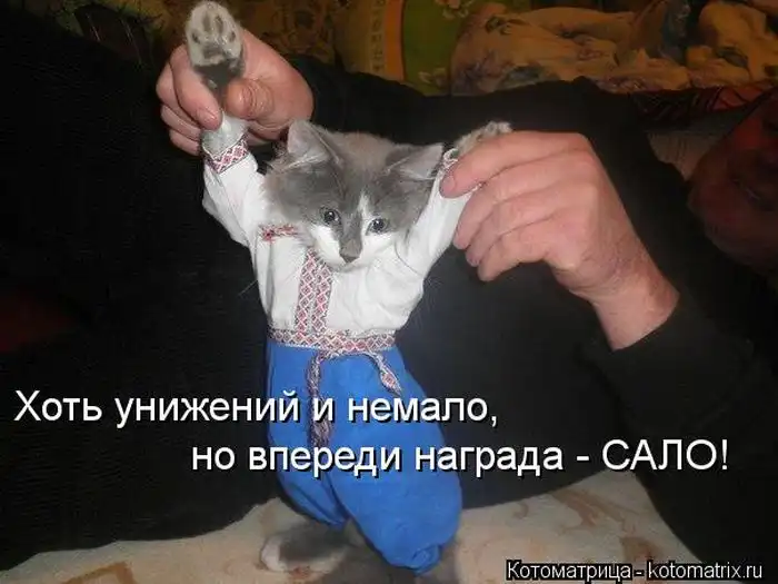 Лучшие котоматрицы недели Лучшие котоматрицы недели