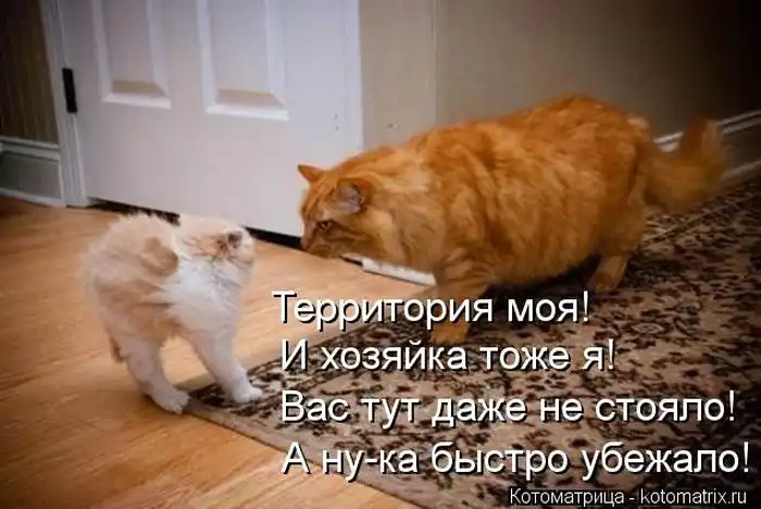 Лучшие котоматрицы недели Лучшие котоматрицы недели