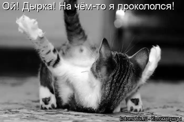 Лучшие котоматрицы недели Лучшие котоматрицы недели