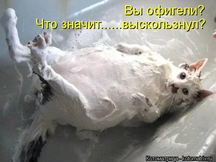 Лучшие котоматрицы недели Лучшие котоматрицы недели