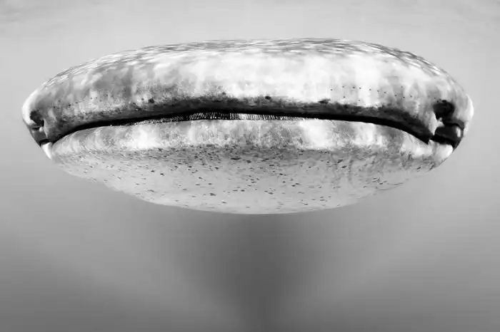 Конкурс 2013. The Sony World Photography Awards Конкурс 2013. The Sony World Photography Awards