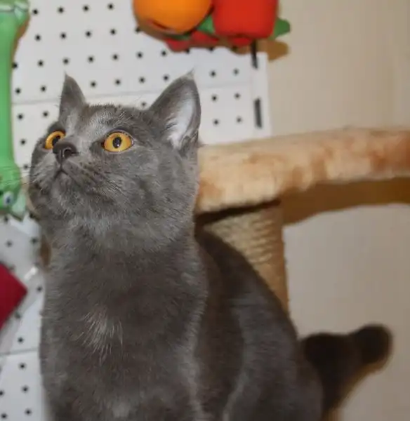 Отдам в добрые руки кошку Яну