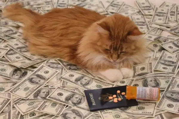 Котики известных гангстеров