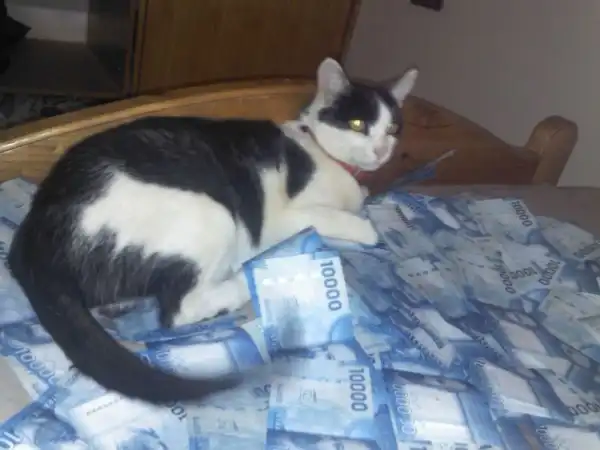 Котики известных гангстеров