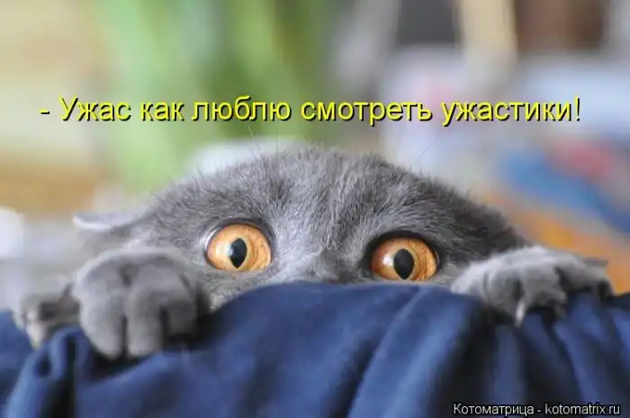 Лучшие котоматрицы недели Лучшие котоматрицы недели
