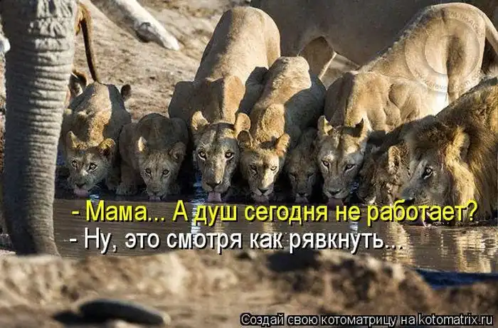 Лучшие котоматрицы недели Лучшие котоматрицы недели