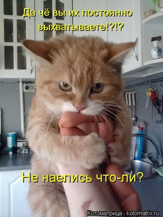Лучшие котоматрицы недели Лучшие котоматрицы недели