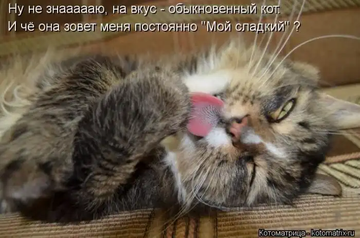 Лучшие котоматрицы недели Лучшие котоматрицы недели