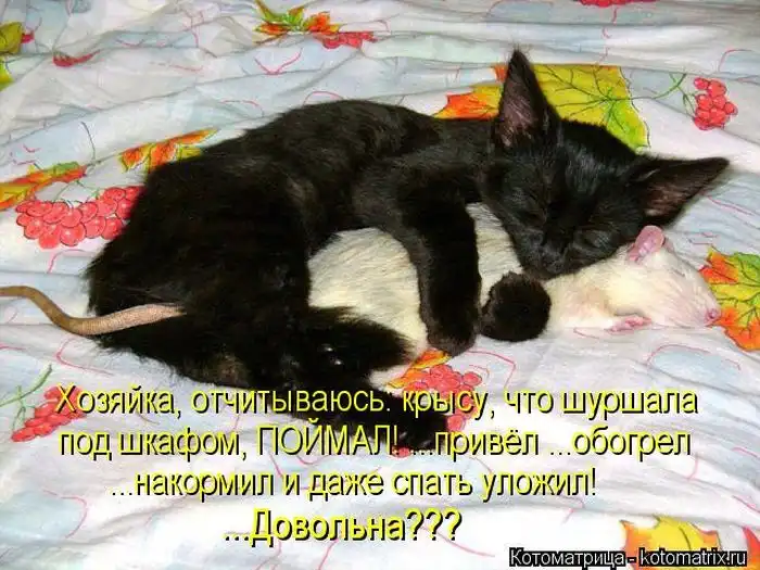 Лучшие котоматрицы недели Лучшие котоматрицы недели