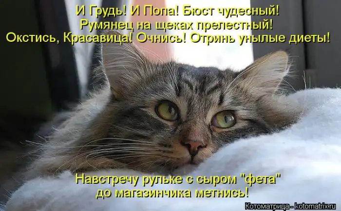Лучшие котоматрицы недели Лучшие котоматрицы недели