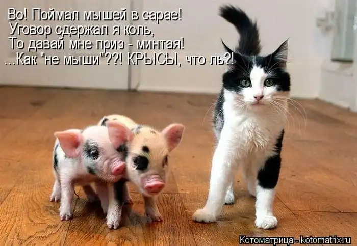 Лучшие котоматрицы недели Лучшие котоматрицы недели