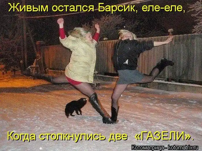Лучшие котоматрицы недели Лучшие котоматрицы недели