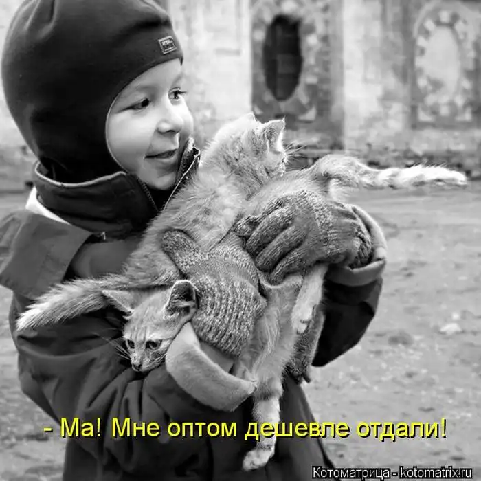 Лучшие котоматрицы недели Лучшие котоматрицы недели