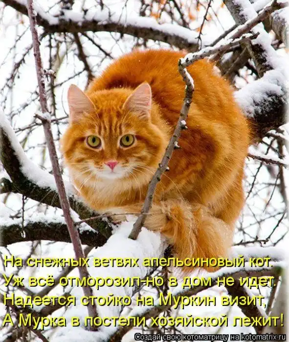 Лучшие котоматрицы недели Лучшие котоматрицы недели