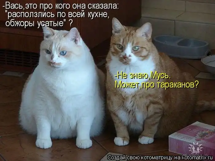 Лучшие котоматрицы недели Лучшие котоматрицы недели