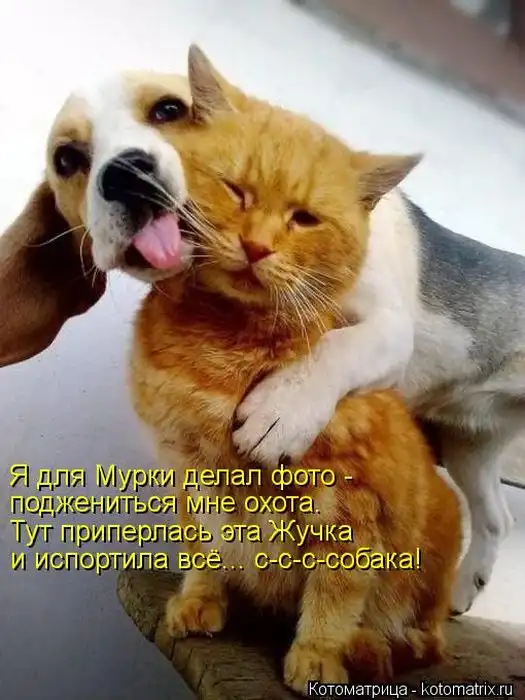 Лучшие котоматрицы недели Лучшие котоматрицы недели