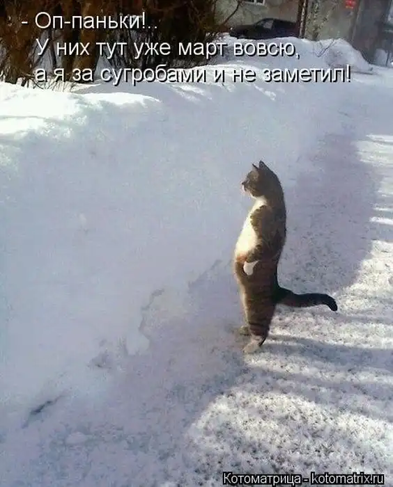 Лучшие котоматрицы недели Лучшие котоматрицы недели