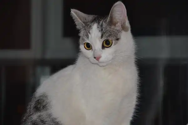 Ласковая стерилизованная кошечка