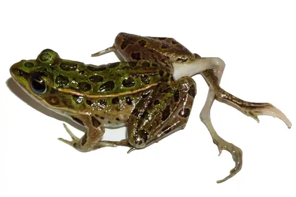 Паразиты Ribeiroia или лягушки с лишними лапами