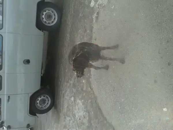 Обнаружена собака в наморднике...
