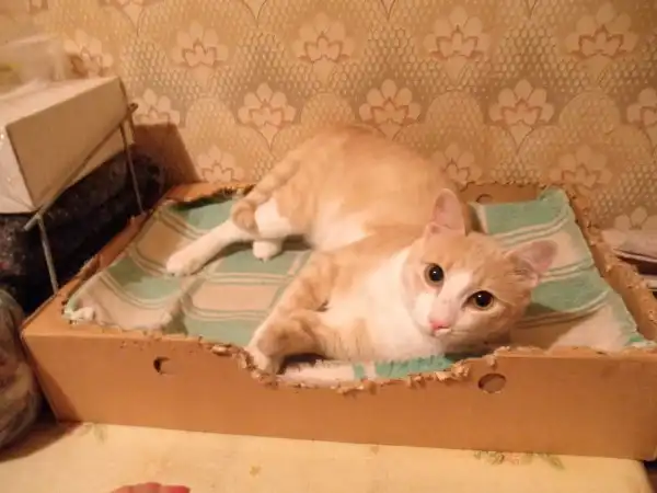 Котик в добрые руки.