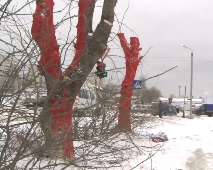 Покрасить деревья в красный цвет к приезду Суркова