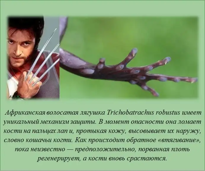 Интересные факты Интересные факты