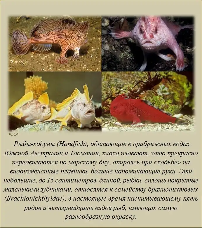 Интересные факты Интересные факты