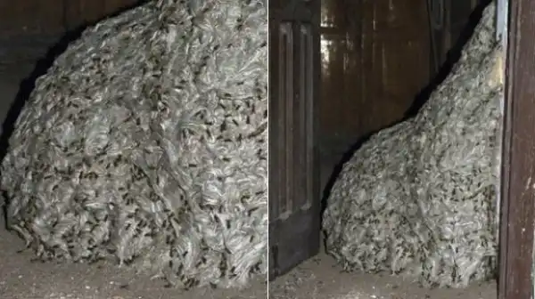 Полиция Испании обнаружила осиное гнездо размером с комнату