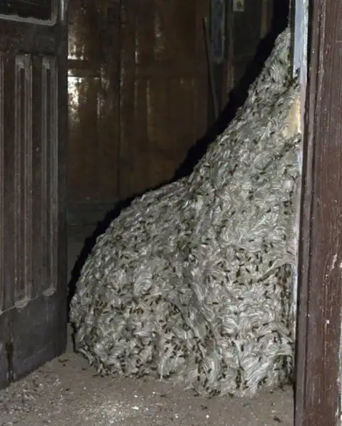Полиция Испании обнаружила осиное гнездо размером с комнату