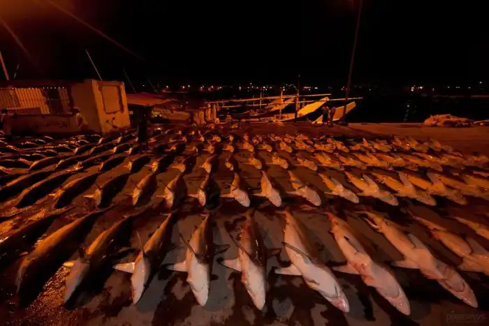 Акулий промысел в Аравийском море