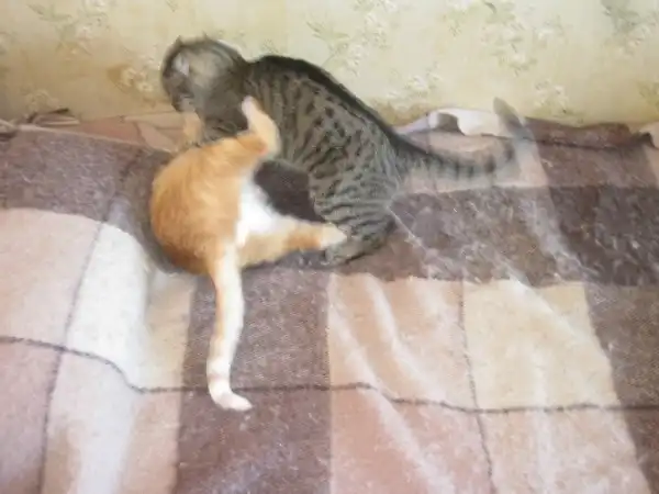 ДОНЕЦКИЕ КОТЫ-ГЕИ ДОНЕЦКИЕ КОТЫ-ГЕИ
