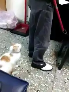 Котэ-защитних охраняет малыша от обидчика