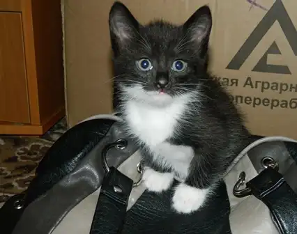 Отдам котят в добрые руки! Отдам котят в добрые руки!