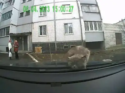 Влияние Российского автопрома на котов Влияние Российского автопрома на котов