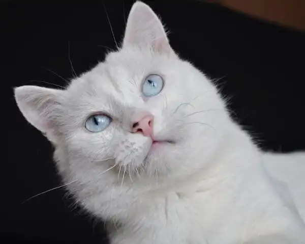 Отдам в добрые руки кота Айсберга